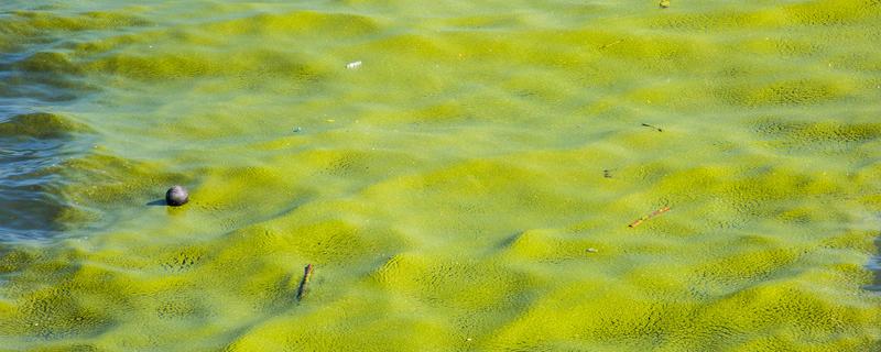 鱼塘绿藻治理最有效的方法，鱼塘绿藻怎么去除