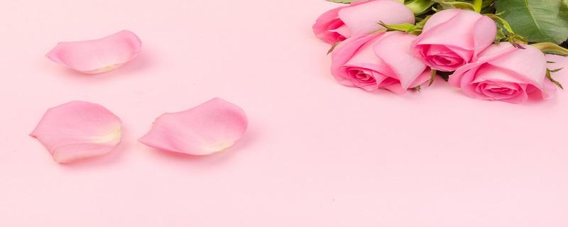 粉玫瑰花语 粉玫瑰代表什么