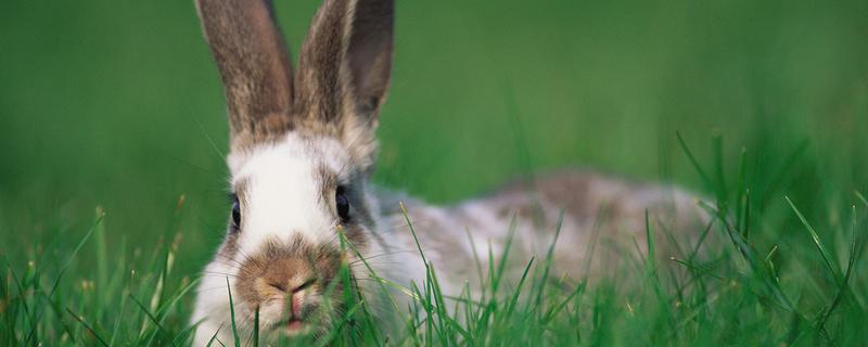 野兔养殖技术（野兔养殖技术资料大全）