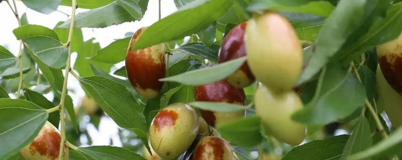 红枣树怎么种植，附其管理办法 红枣树的养殖方法