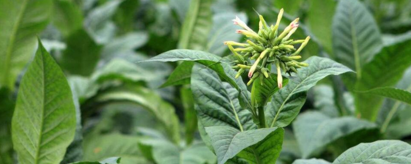 烟叶该如何种植，这五点是关键 烟叶种植的原则是什么