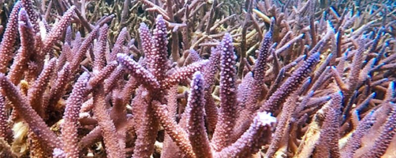 珊瑚棒该如何养殖，有什么注意事项（珊瑚棒的养殖方法）
