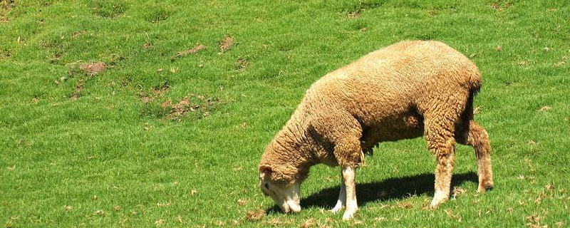 绵羊养殖技术，详细介绍 绵羊肉羊养殖技术
