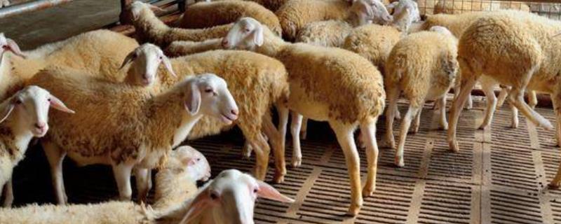 养羊场科学管理制度，附管理制度（养羊场怎么管理）