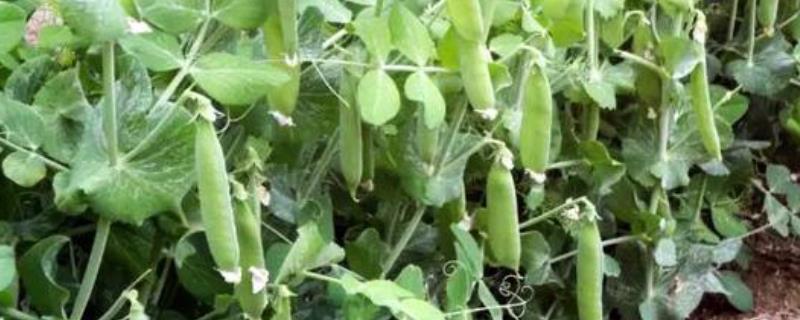 豌豆的种植时间，附病虫害防治方法 豌豆苗常见病虫害
