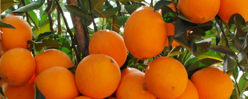 赣南脐橙怎么种植，有哪些种植要点 为什么赣南适合种植脐橙