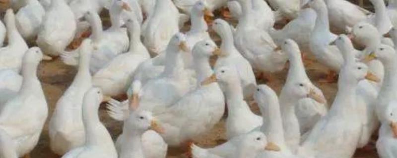 种鸭产蛋期饲喂管理技术，分为四个时期