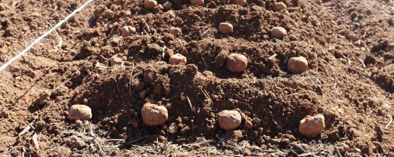 魔芋的种植时间，附其种植管理办法 魔芋的生长环境及种植方法