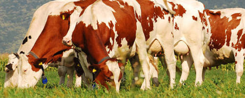 繁殖母牛该怎么养殖，这三点是关键（养殖繁殖母牛怎么来养殖）