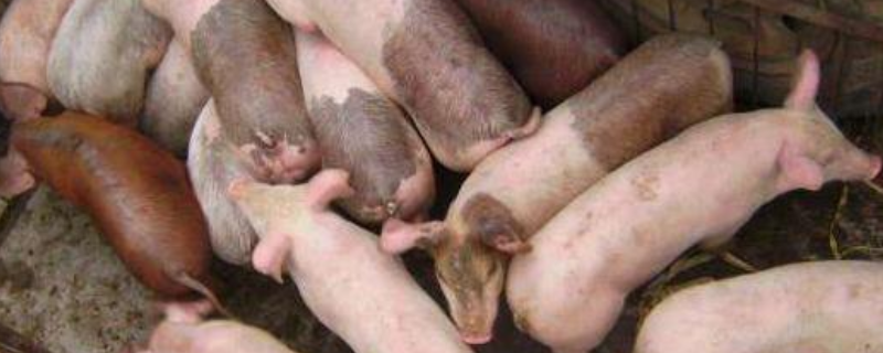 三元猪能不能做母猪，什么是三元猪 三元猪仔能做母猪吗