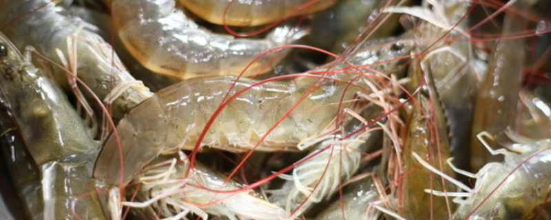 河虾的亩产量，附河虾的食性特点 河虾每亩的产量和利润