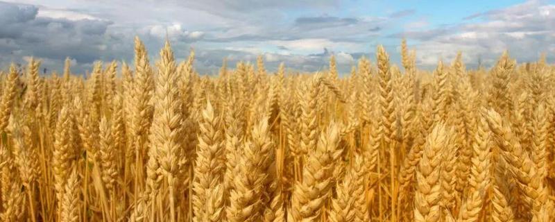 燕麦又叫什么，附种植方法 燕麦是什么种出来的