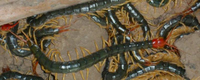 蜈蚣养殖技术，一般分为缸养和池养 饲养蜈蚣要具备什么条件