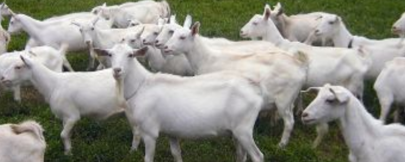 如何养好马头山羊 如何养好马头山羊品种