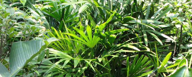 棕竹的养殖方法，详细介绍（棕竹的养殖方法与栽培技术）