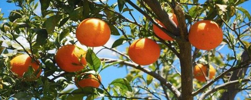 种植柑橘利润效益分析，附种植现状（种植柑橘的前景）
