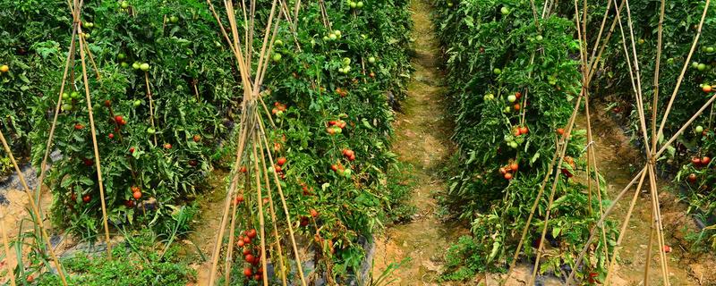 蕃茄的种植管理，有哪些技术要点 番茄的栽培和管理