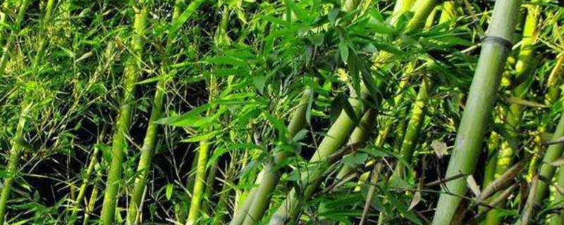 有哪些园林竹可以种在湖北家庭院落，它们有什么特点