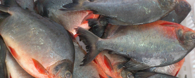 红鲳鱼养殖技术，附生活习性（红鳍鲳怎么养）