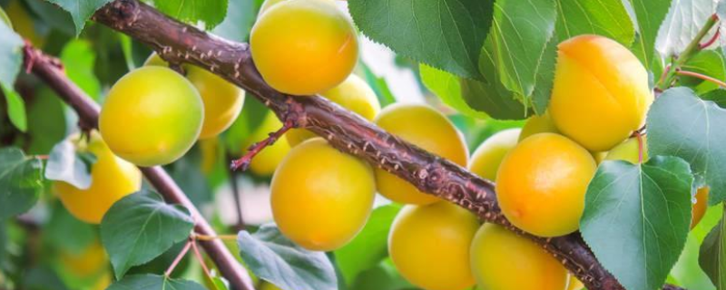 怎么种大板杏树籽，杏树的种植时间（杏树什么时候播种）