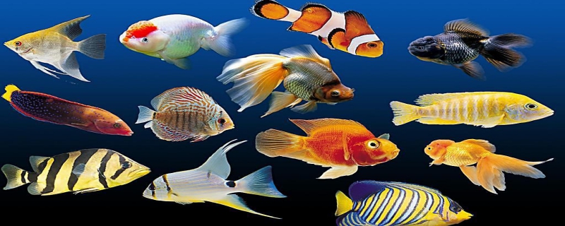 新手在养热带鱼时必备的物品，值得推荐给新手养的10大品种的热带鱼
