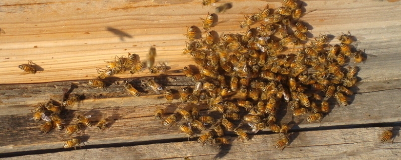 阿坝中蜂高效养殖管理技术，阿坝中蜂养殖要点