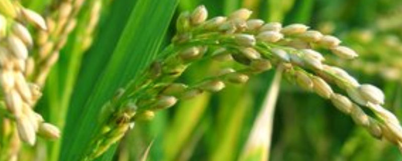 水稻有哪些常见病虫害，怎样防治（水稻有哪些常见病虫害,怎样防治好）