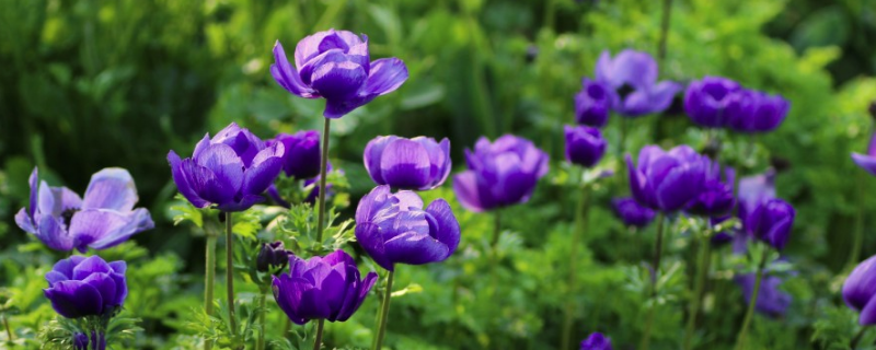 以色列的国花是银莲花吗，种植银莲花时要注意些什么