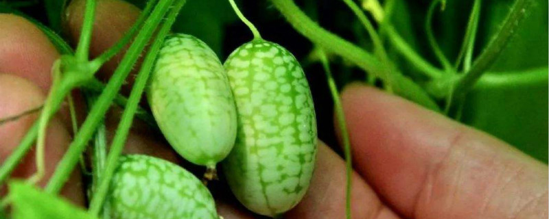 拇指西瓜是几月种植的 拇指西瓜秋天可以种吗