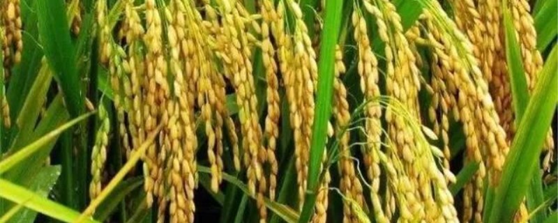 水稻田除草剂有哪些