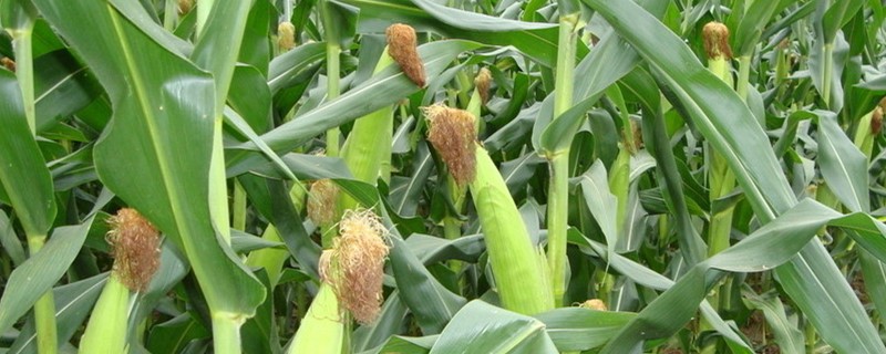 玉米叶面肥喷施时间