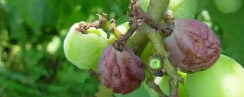 葡萄水罐子病怎么治疗 葡萄白腐病和水罐子病的区别