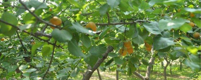 杏树种植的方法和技巧