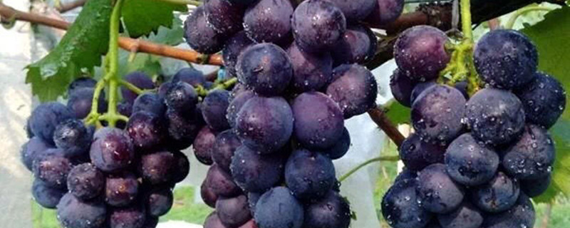 吐鲁番地区的葡萄什么时候成熟（吐鲁番葡萄成熟季节）