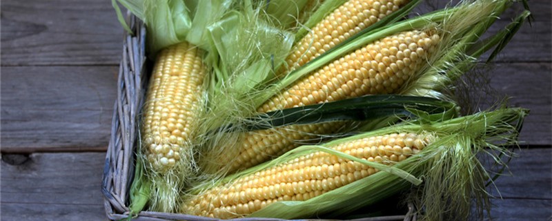 玉米是什么季节的产物（玉米是哪个季节的农作物）