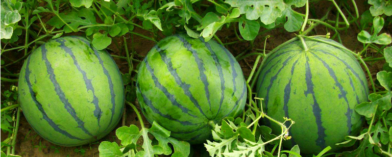 夏季西瓜的种植方法，附病虫害防治（西瓜病虫害及防治）