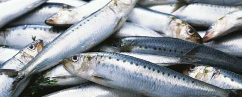 沙丁鱼的营养价值有哪些，附沙丁鱼的做法