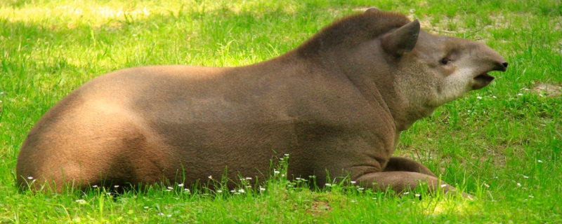 貘到底是什么动物，主要有哪些种类（古时候被称为貘的是什么动物）