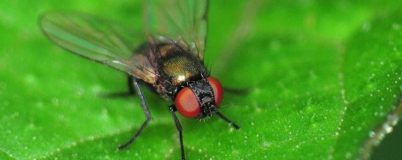绿头苍蝇，附形态特征及生命周期（绿头苍蝇生长周期）