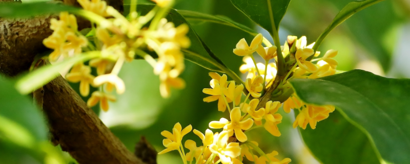 金桂是落叶还是常绿植物，有哪些繁殖方法