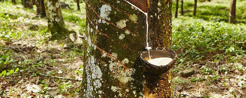 橡胶树的寿命有多长，主要分布在哪 橡胶树的生长周期