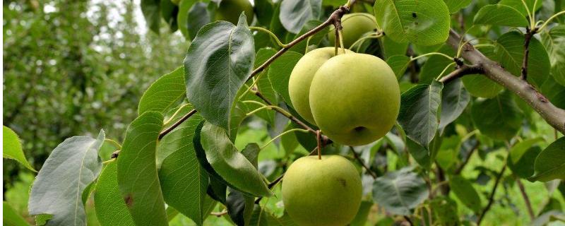梨树常见病虫害有哪些，附防治方法（梨树病虫害的防治）