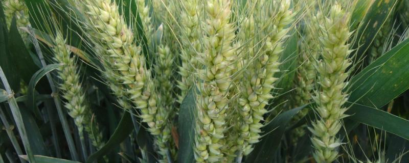 小麦种植技术，深耕细翻并施足底肥 小麦高产栽培技术及田间管理措施