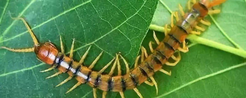 蜈蚣如何繁殖，蜈蚣的作用有哪些（蜈蚣是如何繁殖的）