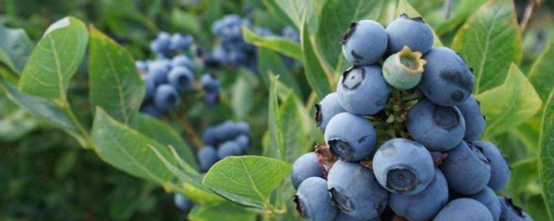 蓝莓树苗多少钱一棵 蓝莓树苗多少钱一棵三年苗