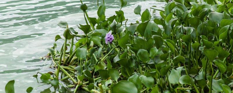 水浮莲的危害，水浮莲的作用 水浮莲的危害和作用