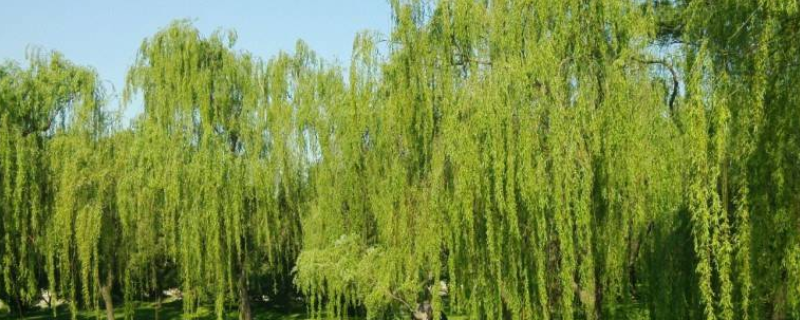 垂柳是落叶还是常绿植物，有哪些生长习性