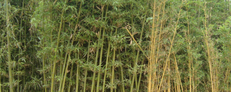 黄金竹是落叶还是常绿植物，附竹子的生长习性