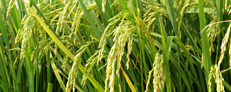 今年种植稻谷挣钱吗 今年种水稻挣钱吗