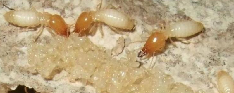 白蚁是如何繁殖的，白蚁分布在哪里（白蚁是怎样繁殖的）